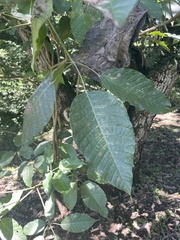 Tabebuia rosea image