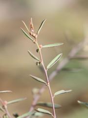 Phyllanthus maderaspatensis
