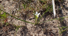 Romulea flava viridiflora