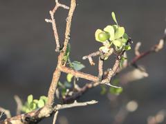 Commiphora tenuipetiolata