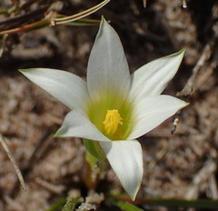 Romulea flava viridiflora