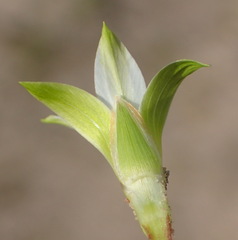 Romulea flava viridiflora