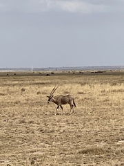 Oryx beisa callotis