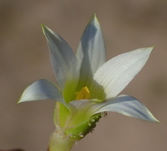 Romulea flava viridiflora