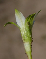 Romulea flava viridiflora