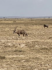 Oryx beisa callotis