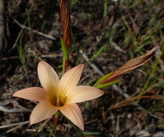 Romulea setifolia