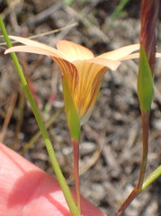 Romulea setifolia