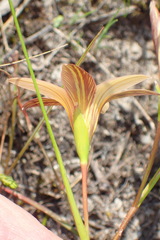 Romulea setifolia