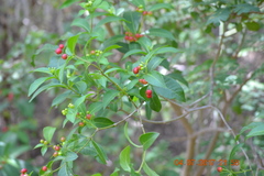 Rauvolfia serpentina