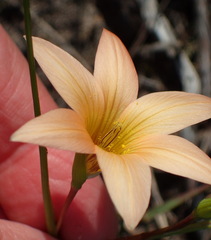 Romulea setifolia