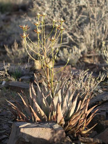 Aloe hereroensis var. hereroensis image