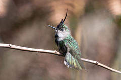 Stephanoxis loddigesii