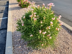 Nerium oleander