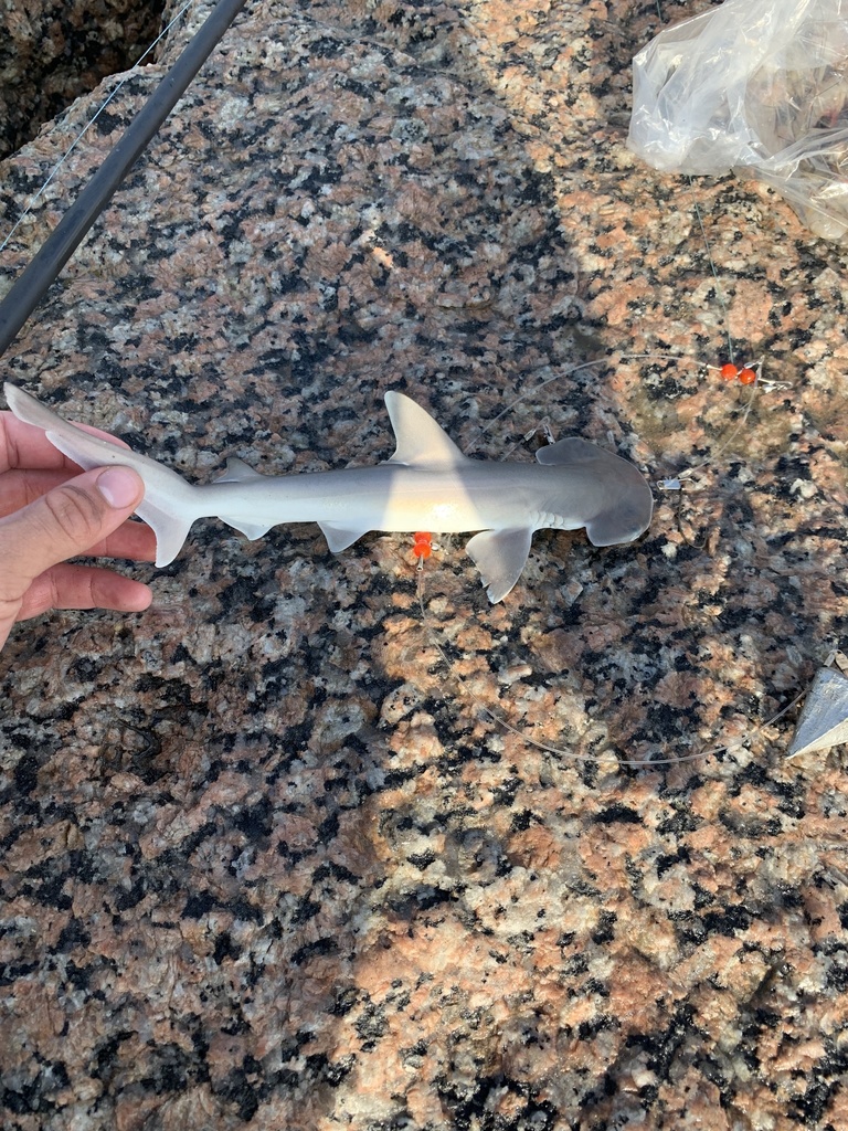 Foto de Tiburón Bonete (Sphyrna tiburo)