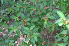 Rauvolfia serpentina