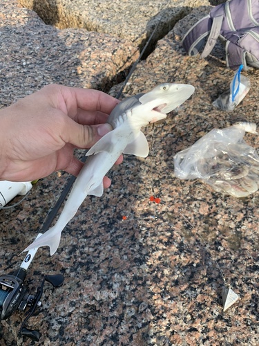 Foto de Tiburón Bonete (Sphyrna tiburo)