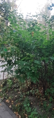 Crataegus