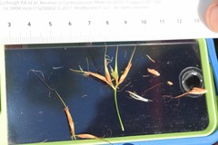 Rhynchospora inundata