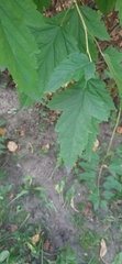 Crataegus