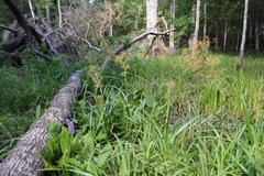 Rhynchospora inundata