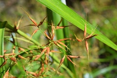 Rhynchospora inundata