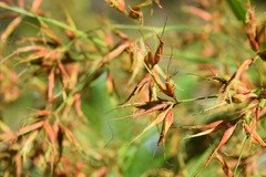 Rhynchospora inundata