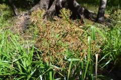 Rhynchospora inundata