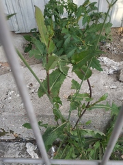 Sonchus arvensis uliginosus