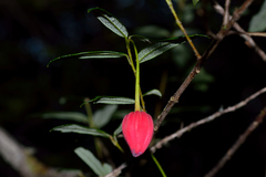 Crinodendron hookerianum
