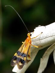 Archibracon servillei