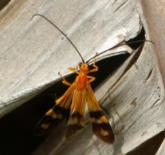 Archibracon servillei