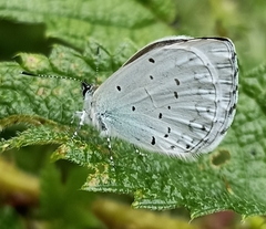 Celastrina gigas