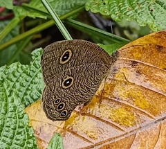 Ypthima nikaea