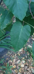 Magnoliopsida