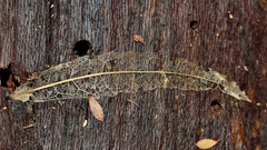 Crinodendron hookerianum