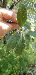 Quercus acutifolia