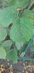 Corylus avellana