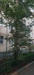 Corylus avellana