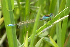 Ischnura intermedia