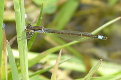 Ischnura evansi