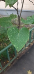 Syringa vulgaris