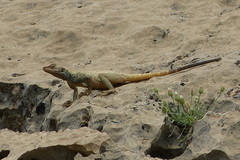 Laudakia nupta nupta