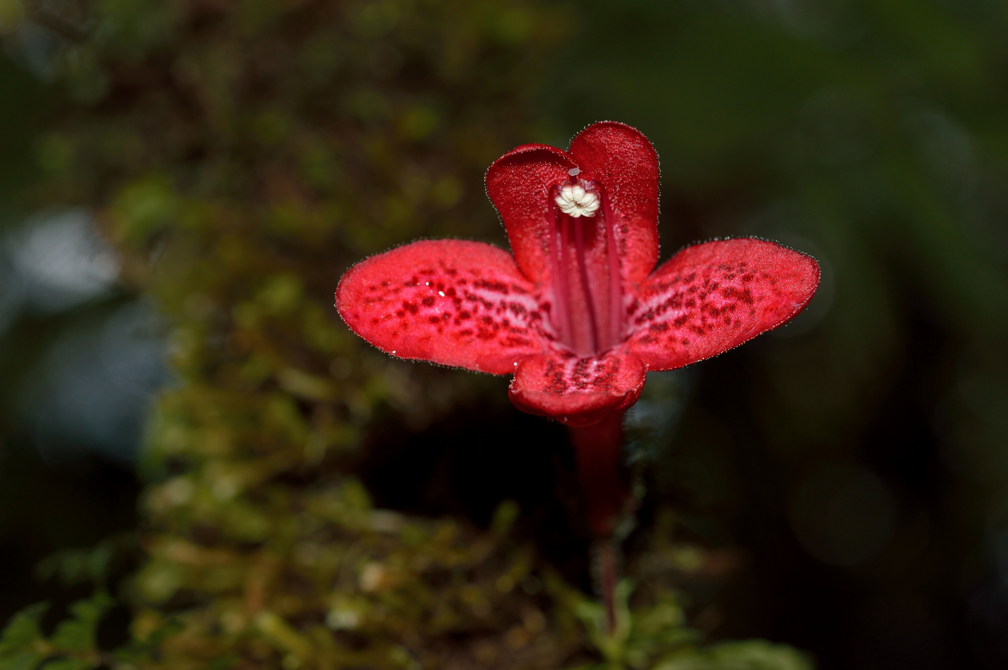Asteranthera ovata