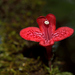 Asteranthera ovata - Photo (c) danielaperezorellana, some rights reserved (CC BY-NC-ND)