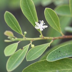 Erythroxylum monogynum