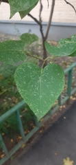 Syringa vulgaris