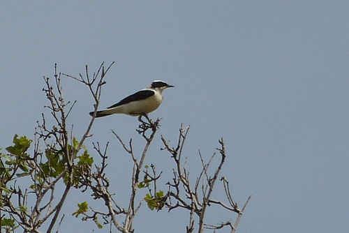Northern Wheatear