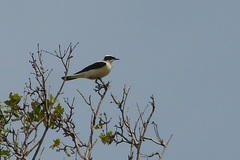 Oenanthe oenanthe