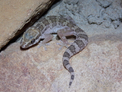 Pachydactylus formosus